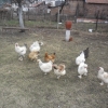 птица