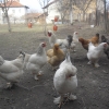 птица
