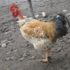 птица
