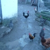 птица