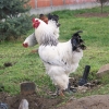 птица