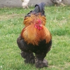 птица