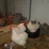 птица