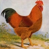 птица