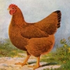 птица