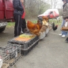 птица