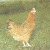 птица