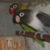 птица