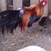 птица