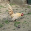 птица