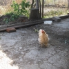 птица