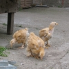 птица