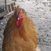 птица