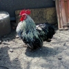 птица