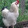 птица