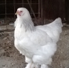 птица