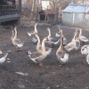 птица