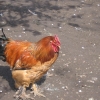 птица