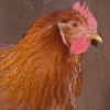 птица