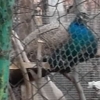 птица