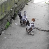 птица