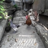 птица
