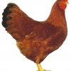 птица