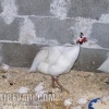 птица