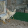 птица