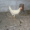 птица