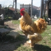 птица