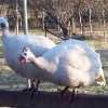 птица