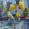 птица