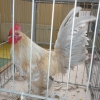 птица