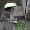 птица