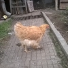 птица
