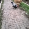 птица