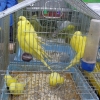 птица
