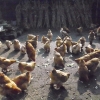 птица