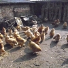 птица