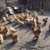 птица