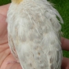 птица