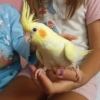птица