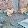 птица