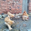 птица
