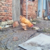 птица