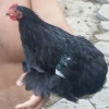 птица