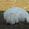 птица
