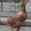 птица