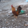 птица
